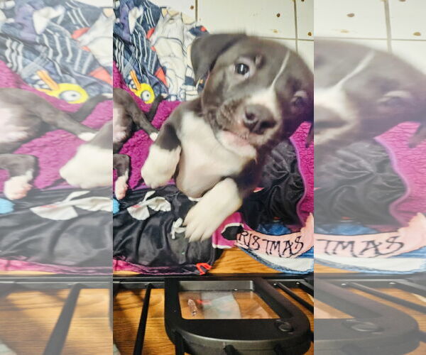 Medium Photo #2 Labrador Retriever-Unknown Mix Puppy For Sale in Princeton, MN, USA