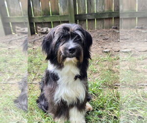 WINSTON - Male Havanese-Unknown Mix Dog for Adoption - Photo #3