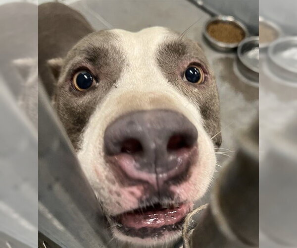 Medium Photo #1 American Staffordshire Terrier-Unknown Mix Puppy For Sale in Tavares, FL, USA