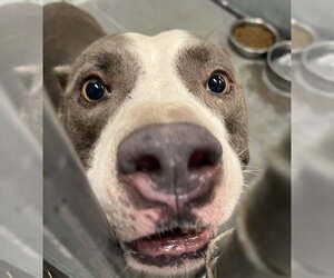 American Staffordshire Terrier-Unknown Mix Dogs for adoption in Tavares, FL, USA