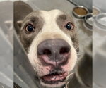 SLATER - Male American Staffordshire Terrier-Unknown Mix Dog for Adoption - Small photo