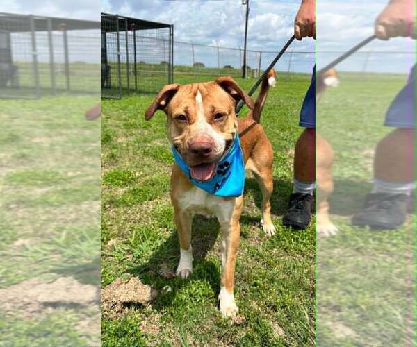 Medium Photo #6 Mutt Puppy For Sale in Abbeville, LA, USA