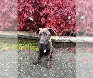 American Pit Bull Terrier-German Shepherd Dog Mix Puppy for sale in SEATAC, WA, USA
