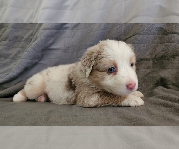 Medium Photo #2 Australian Shepherd Puppy For Sale in FLORESVILLE, TX, USA