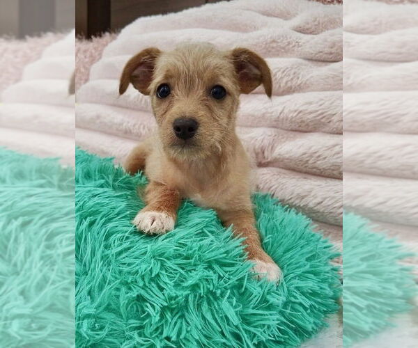 Medium Photo #1 Chi-Poo (Miniature) Puppy For Sale in San Diego, CA, USA