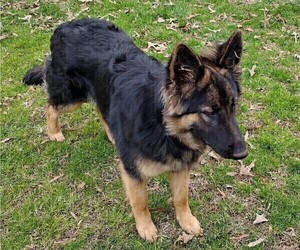 German Shepherd Dog Puppy for sale in MT ULLA, NC, USA