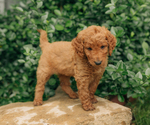 Small Photo #15 Goldendoodle Puppy For Sale in PECK, KS, USA