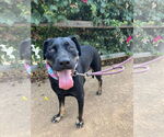Small #1 Labrador Retriever
