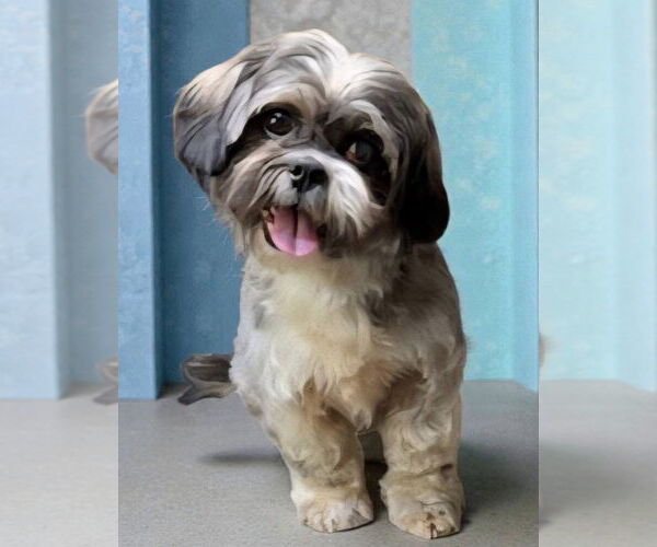 Medium Photo #1 Shih Apso Puppy For Sale in Alexander, AR, USA