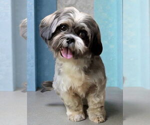 Shih Apso Dogs for adoption in Alexander, AR, USA