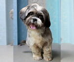 Small Shih Apso