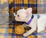 Small #9 Faux Frenchbo Bulldog