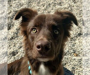 Australian Shepherd-Unknown Mix Dogs for adoption in Jefferson, WI, USA