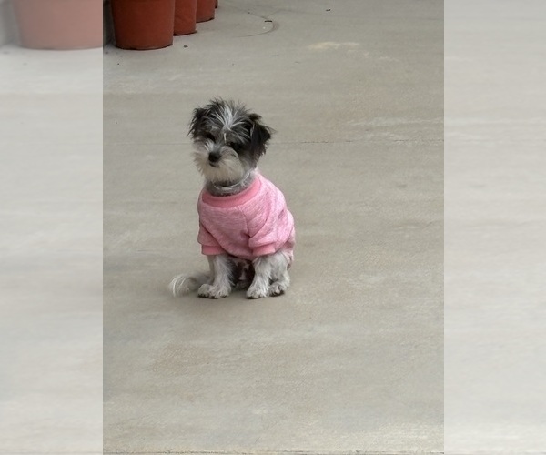 Medium Photo #1 Jack Russell Terrier-Maltese Mix Puppy For Sale in ONTARIO, CA, USA