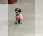 Small Photo #1 Jack Russell Terrier-Maltese Mix Puppy For Sale in ONTARIO, CA, USA