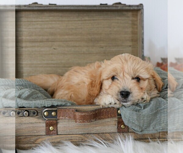 Medium Photo #2 Cavapoo Puppy For Sale in ARTHUR, IL, USA