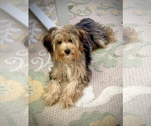 Shih Tzu-Unknown Mix Dogs for adoption in Santa Clarita, CA, USA