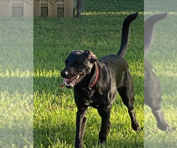 Medium Photo #3 Labrottie Puppy For Sale in Royal Palm Beach, FL, USA
