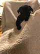 Small Photo #1 French Bulldog Puppy For Sale in FIRESTONE, CO, USA