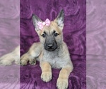 Small Photo #5 Malinois Puppy For Sale in PARADISE, PA, USA