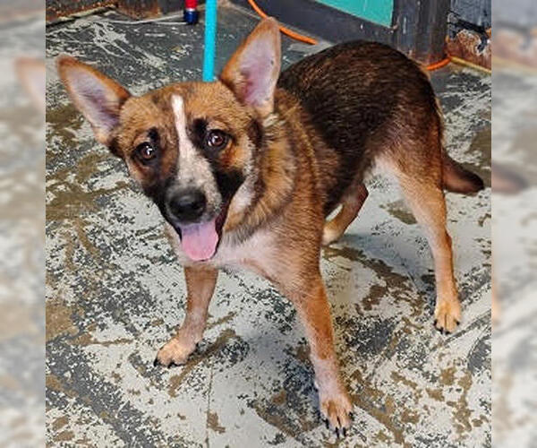 Medium Photo #1 Feist Terrier-Red Heeler Mix Puppy For Sale in Crystal, MN, USA