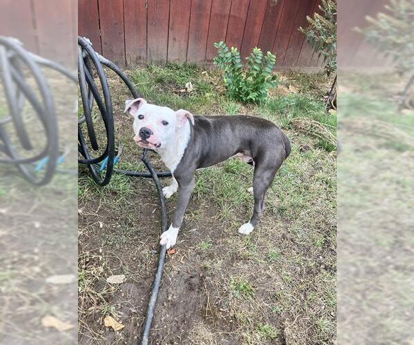 Medium Photo #1 American Pit Bull Terrier Puppy For Sale in Stockton, CA, USA