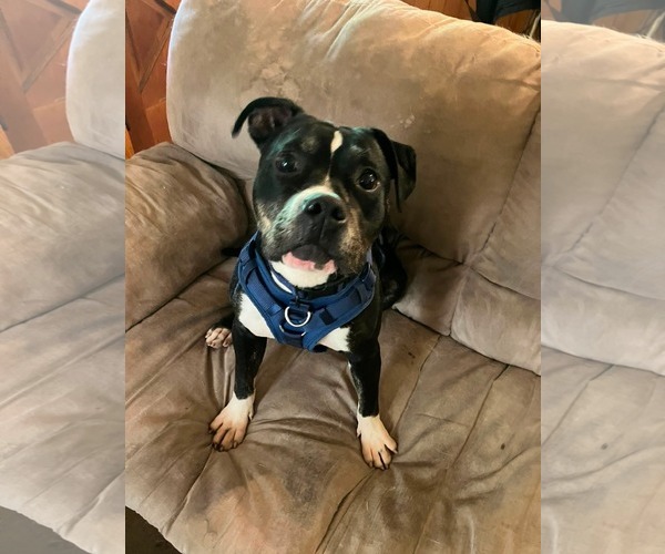 Medium Photo #1 Bull-Boxer Puppy For Sale in Greensboro, NC, USA