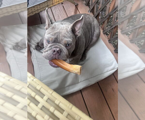 Medium Photo #3 American Bulldog Puppy For Sale in Brewster, NY, USA
