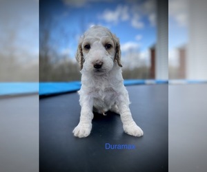 Brittnepoo Puppy for sale in MASSILLON, OH, USA