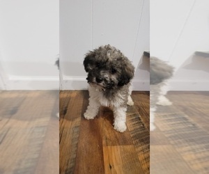 Bichpoo Puppy for sale in INDIANAPOLIS, IN, USA