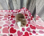 Small Photo #4 Pomsky Puppy For Sale in BELLEVUE, IA, USA