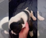 Puppy Sir American Bulldog