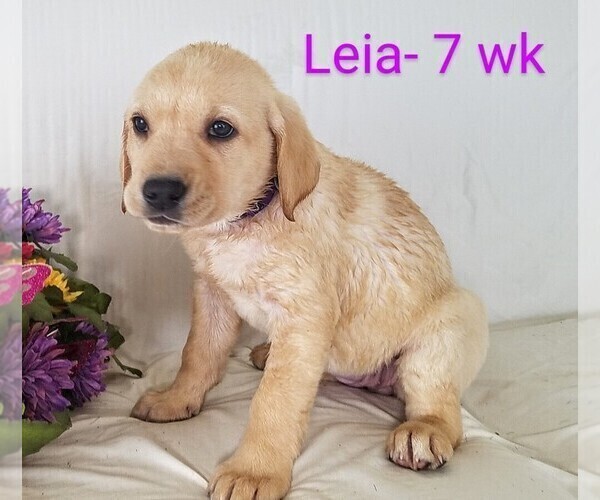 Medium Photo #4 Labrador Retriever Puppy For Sale in CATO, NY, USA