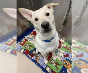 Siberian Husky-Unknown Mix Dogs for adoption in Fairbanks, AK, USA