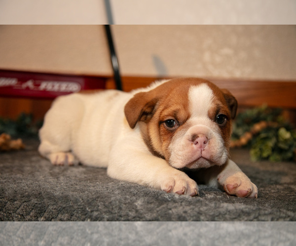 Medium Photo #10 Beabull Puppy For Sale in MILLERSBURG, OH, USA