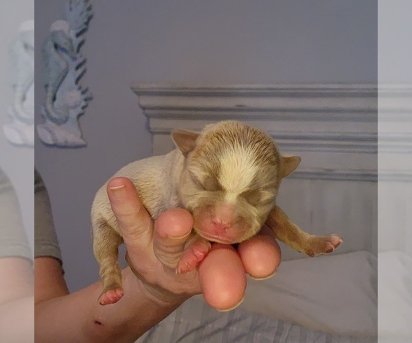 Medium Photo #10 Boston Terrier Puppy For Sale in FT MYERS, FL, USA