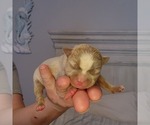 Small #4 Boston Terrier