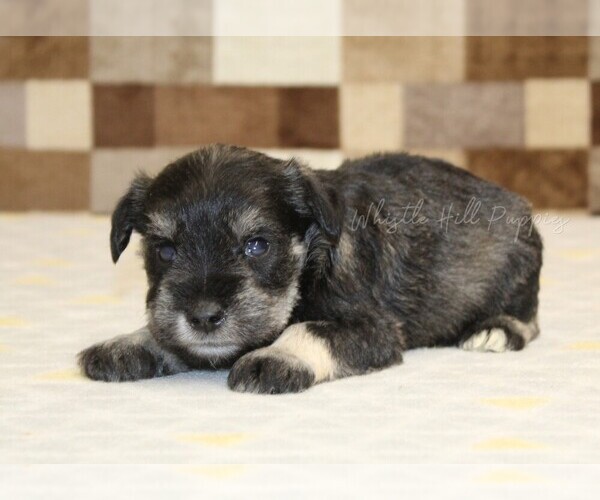 Medium Photo #2 Schnauzer (Miniature) Puppy For Sale in DENVER, PA, USA
