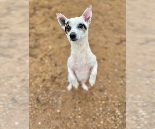 Medium Photo #5 Chihuahua Puppy For Sale in Pacolet, SC, USA