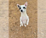 Small #4 Chihuahua