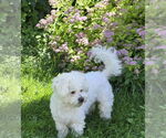 Small #1 Maltese Mix