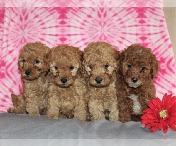 Medium Photo #2 Goldendoodle-Poodle (Miniature) Mix Puppy For Sale in AIRVILLE, PA, USA