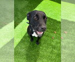Eve available 10/30/26 - Female Labrador Retriever-Unknown Mix Dog for Adoption - Small photo