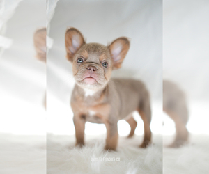 French Bulldog Puppy for sale in TALLAHASSEE, FL, USA