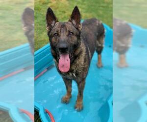 German Shepherd Dog Dogs for adoption in Riverside, CA, USA
