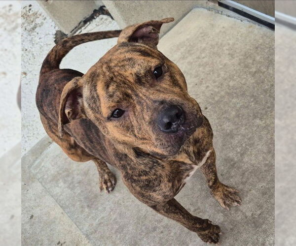 Medium Photo #1 American Pit Bull Terrier Puppy For Sale in Decatur, IL, USA