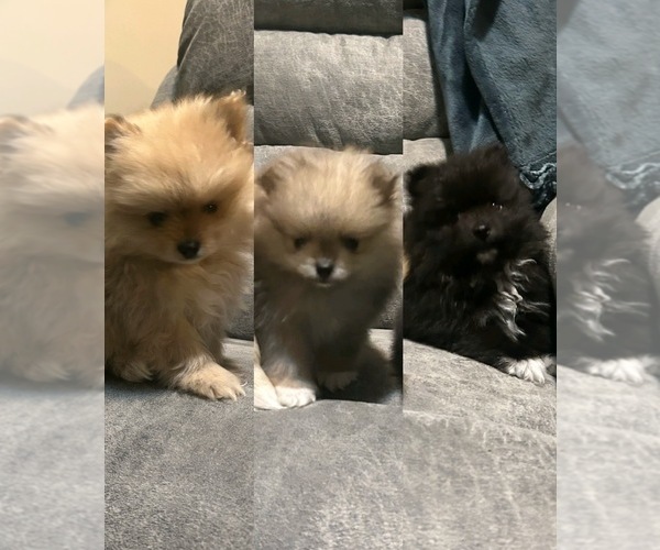 Medium Photo #1 Pomeranian Puppy For Sale in CINCINNATI, OH, USA