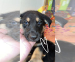 Puppy Joy German Shepherd Dog-Siberian Husky Mix