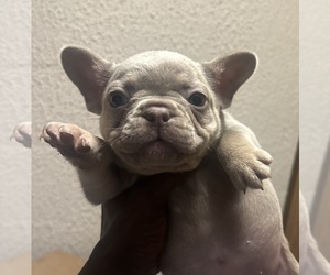 French Bulldog Puppy for sale in GREENFIELD, WI, USA