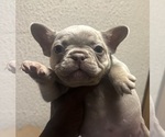 Image preview for Ad Listing. Nickname: Frenchie